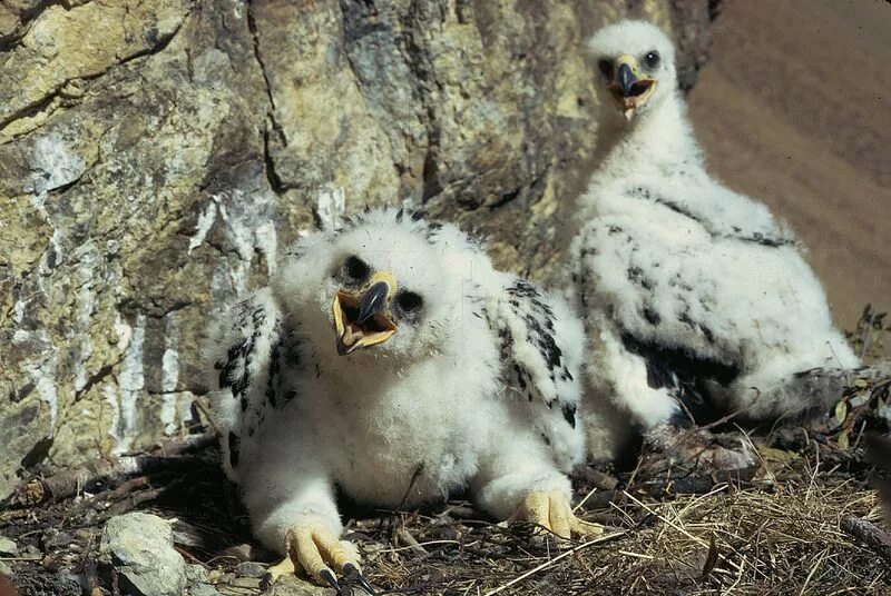 Птенец орла фото Golden eagle Animal photo, Animals, Fox pups