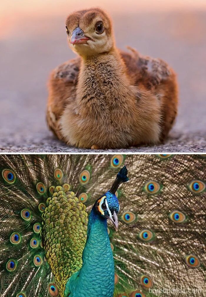 Птенец павлина фото как выглядит Peacock Baby animals, Baby bird, Animals