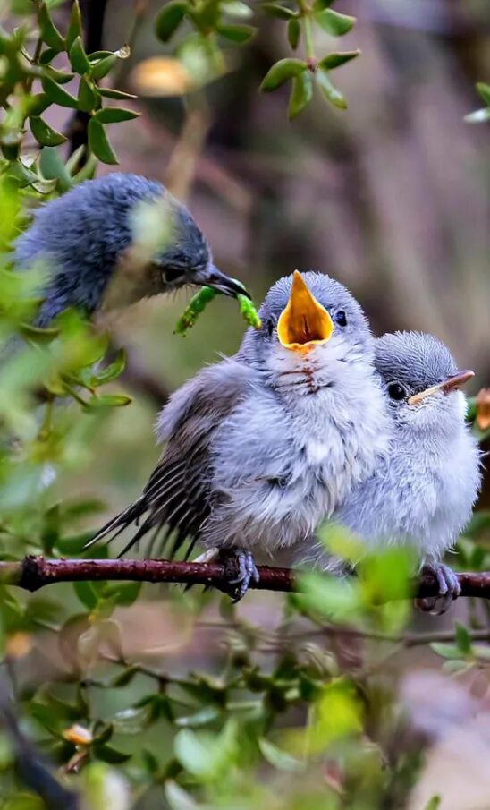 Птенцы птиц фото с названиями - Фото Календарь