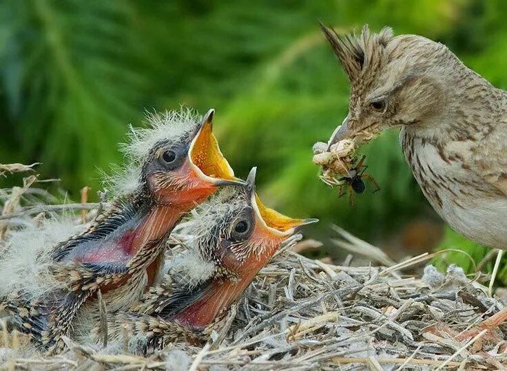 Птенцы птиц фото с названиями Feeding time ✨ Bird photography, Baby animals, Bird photo