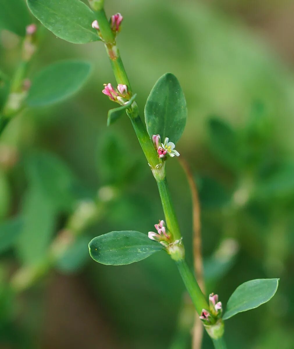 Птичий горец трава фото крупным планом Polygonum arenastrum - Image of an specimen - Plantarium