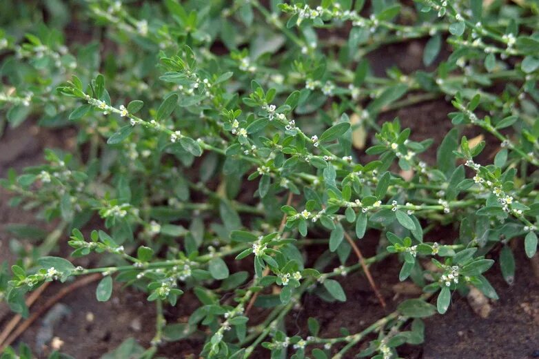 Птичий горец трава фото крупным планом Polygonum arenastrum - Image of an specimen - Plantarium