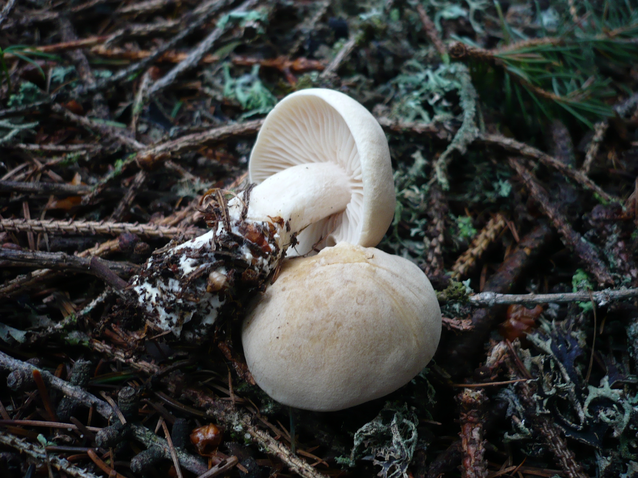 Птичий гриб как выглядит File:2012-05-24 Tricholoma inamoenum (Fr.) Gillet 221464.jpg - Wikipedia