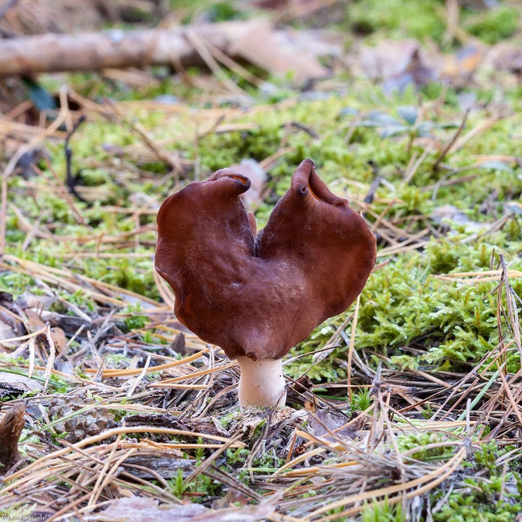 Птичий гриб как выглядит Строчок гигантский (Gyromitra gigas) - Грибы Сибири