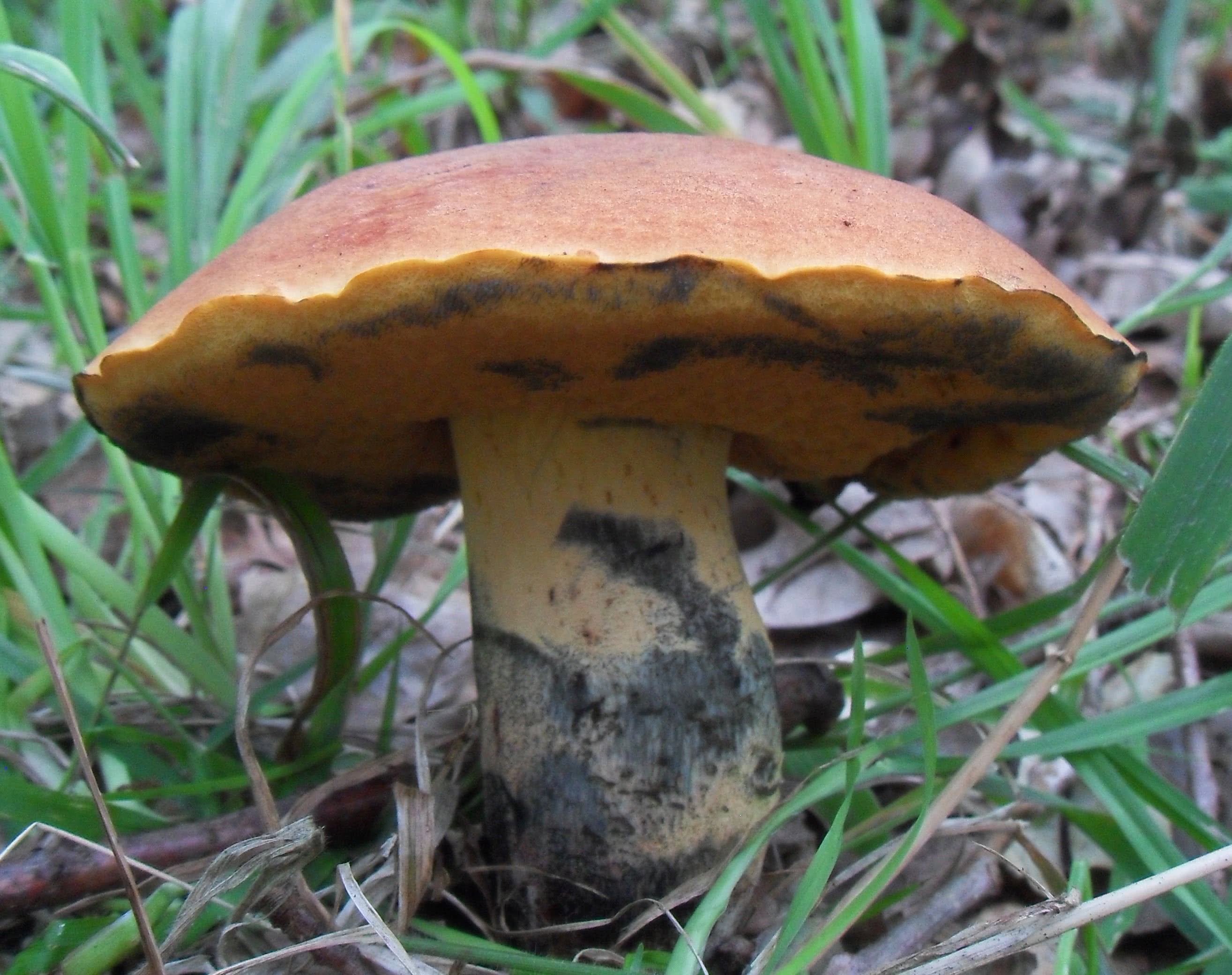 Птичий гриб как выглядит Suillellus queletii: The Ultimate Mushroom Guide