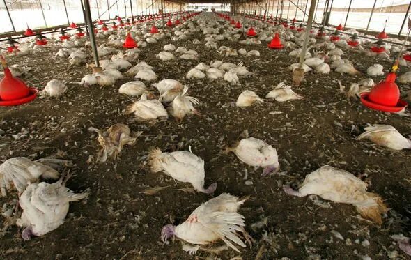 Птичий грипп у кур симптомы фото Bird flu panic: Thousands of hens to be slaughtered in the Netherlands World New