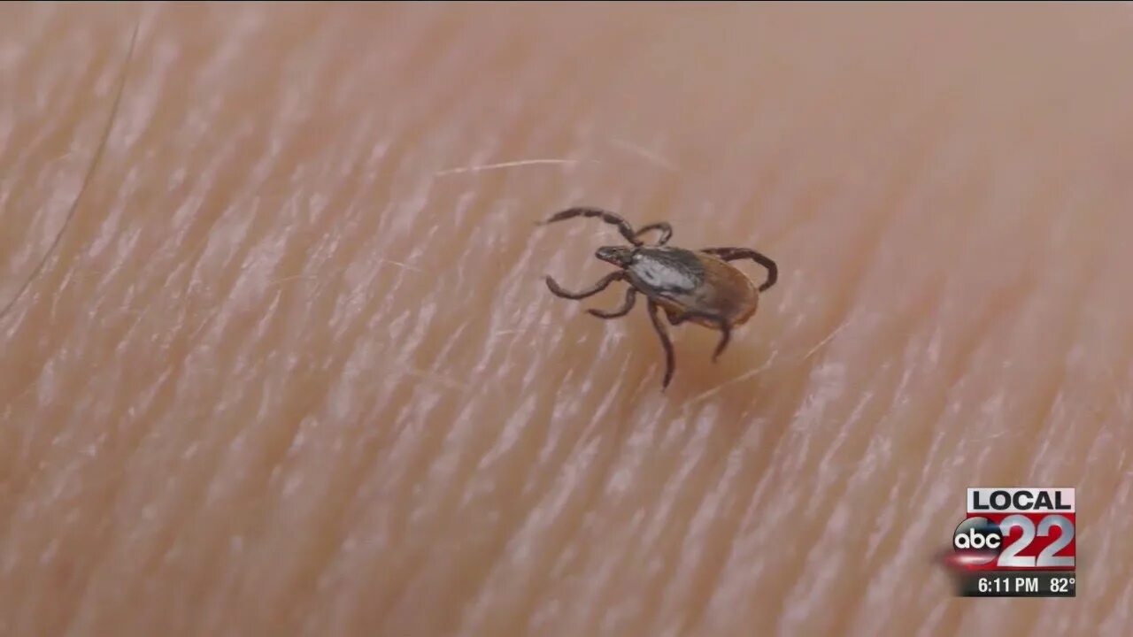 Птичий клещ фото Health officials urge Vermonters to be tick aware - YouTube