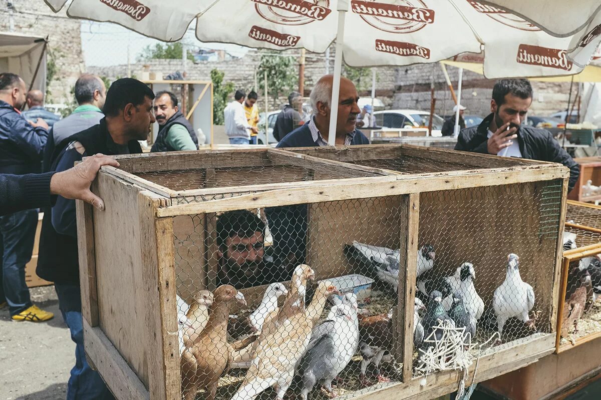 Птичий рынок москва фото Through the Lens: Edirnekapı Kuş Pazarı (Bird Market)