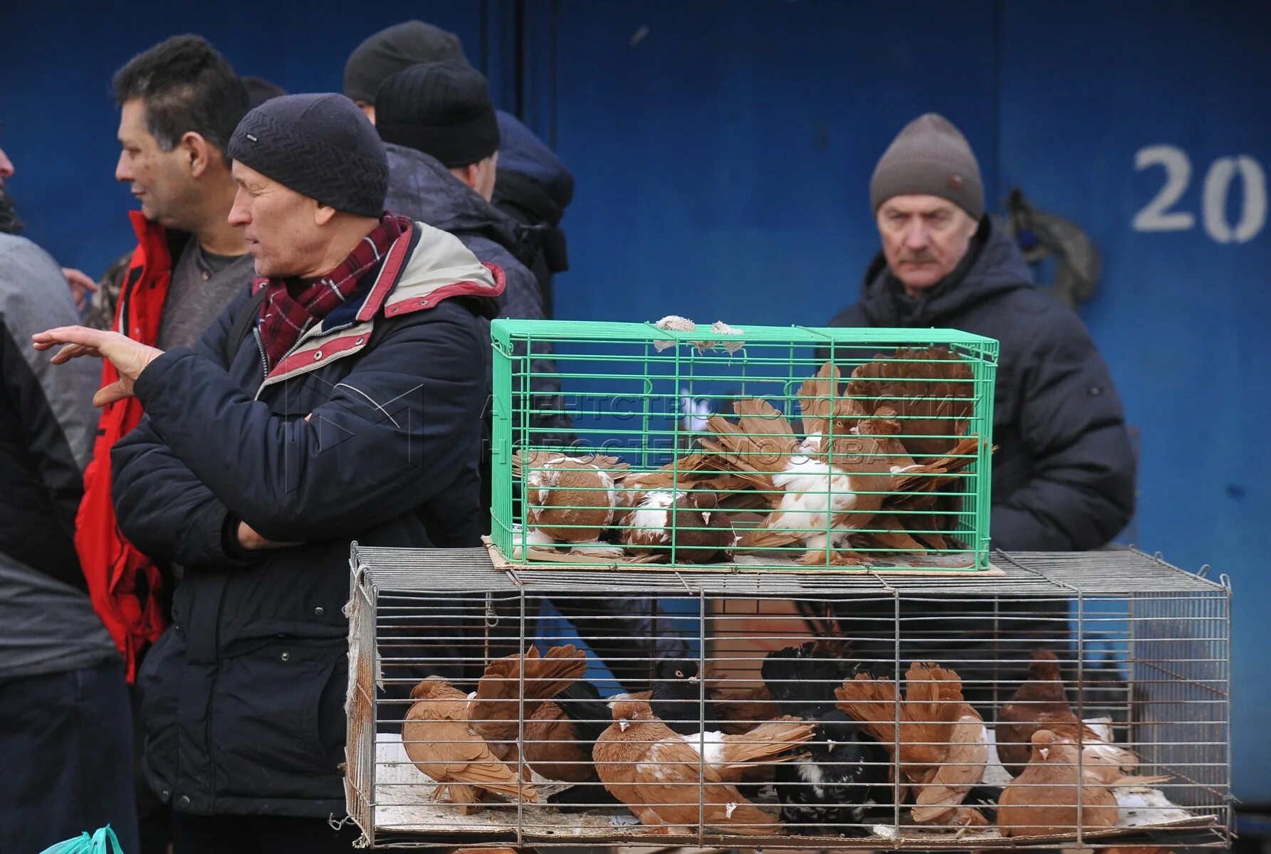 Птичий рынок сорока московская область пушкино фото Рынки голубей: найдено 88 картинок