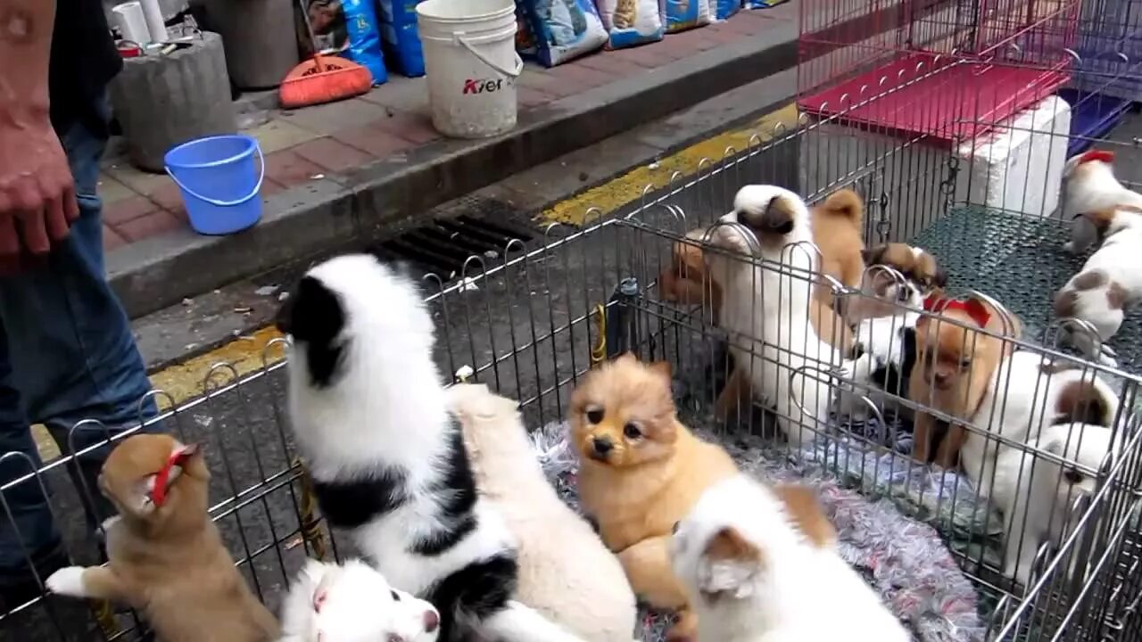 Птичий рынок ул белинского 18 фото Jay and Sharon - Guangzhou - Pet Market - YouTube