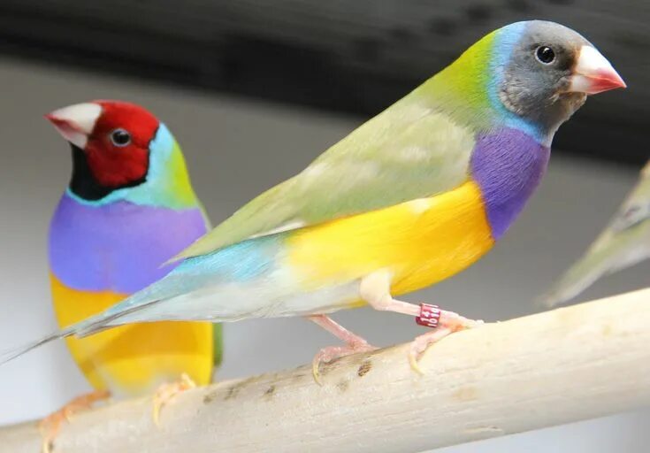 Птичка амадина фото уход в домашних Goulds Gouldian Finch - Free photo on Pixabay Diamante de gould, Aves de compañí