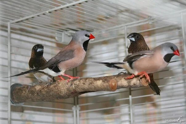 Птичка амадина фото уход в домашних Birds of amadina There are many types of ornamental birds in the world. Along wi