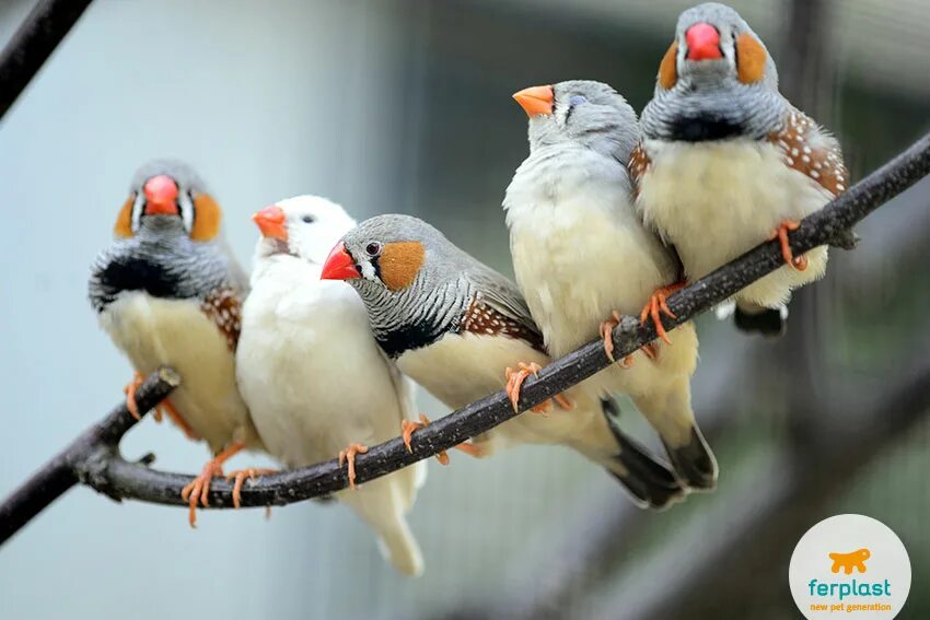 Птичка амадина фото уход в домашних Caring for finches: species, prices and keeping them - LOVE FERPLAST