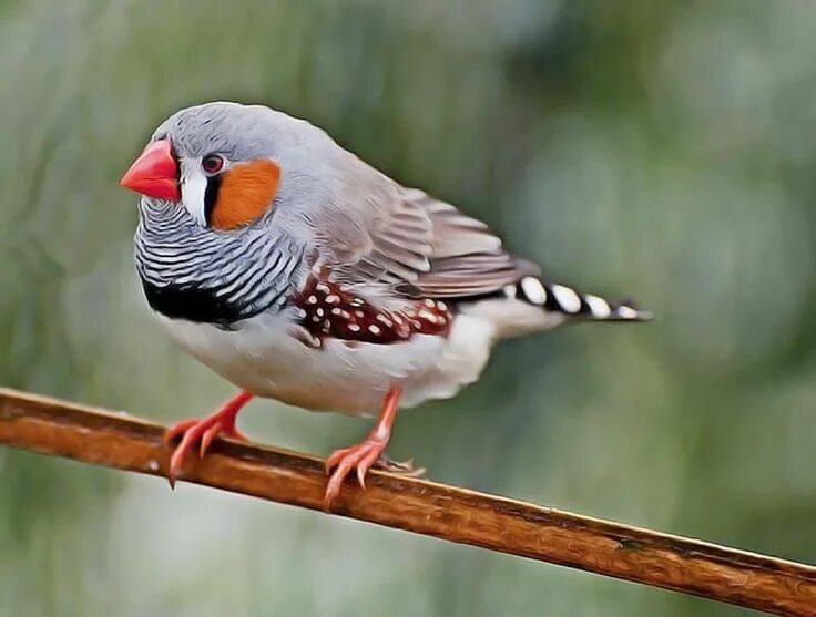 Птичка амадина фото уход в домашних Rencontre avec cet oiseau qui chante pendant son sommeil ! La prochaine fois que