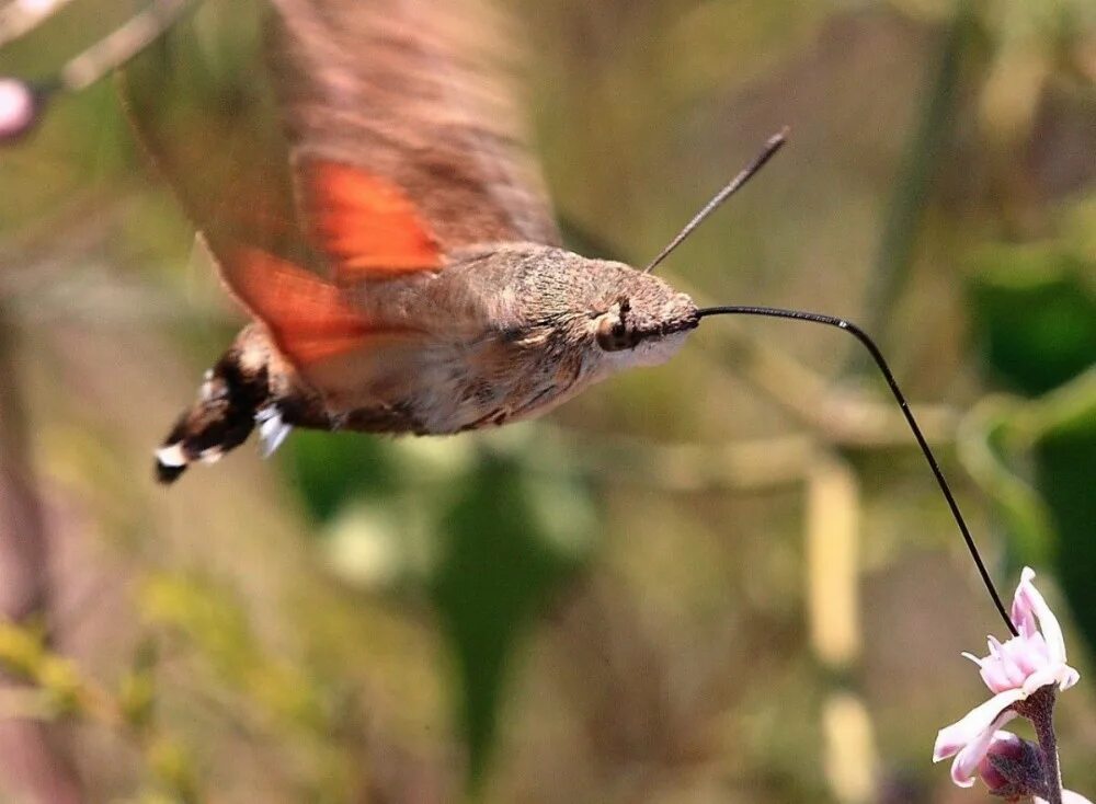 Птичка бабочка бражник фото Create meme "common hawkmoth, hawkmoth hummingbird, butterfly hummingbird hawk m