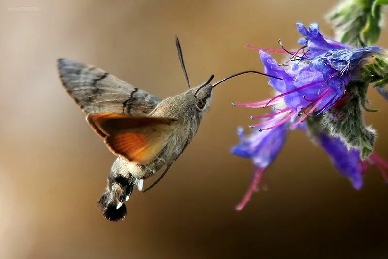 Птичка бабочка бражник фото Пин на доске bees bugs butterflies! Бражник, Насекомые, Бабочки