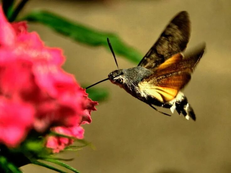 Птичка бабочка бражник фото Mariposa Colibrí. Reproduccion de las mariposas, Colibri, Mariposas