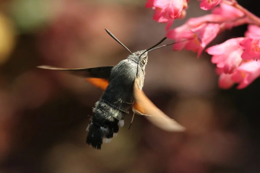 Птичка бабочка бражник фото The Kolibri Insect Macroglossum stellatarum Wolfgang Müller Flickr