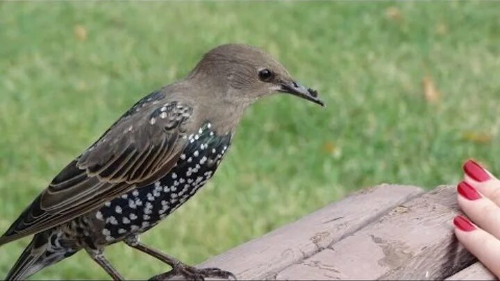 Птичка московская ул 5 фото Птицы в Москве и Подмосковье. Birds of Moscow and in the Moscow region, Russia.