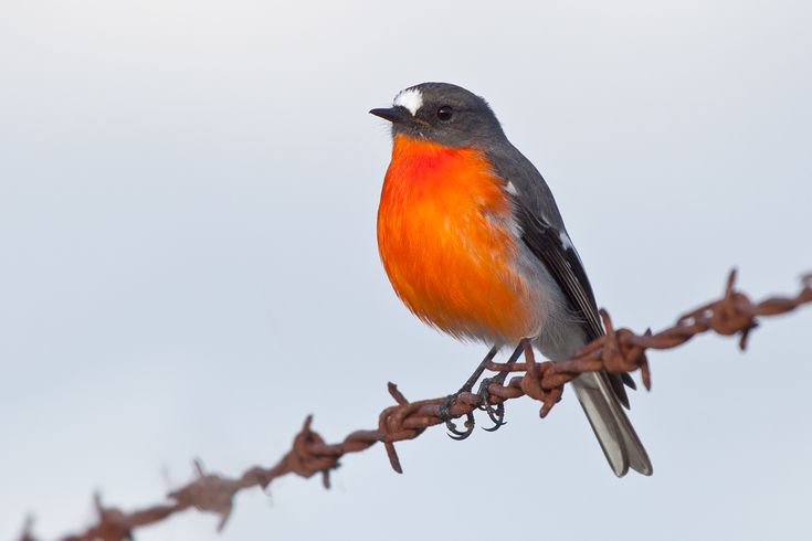 Птичка с коричневой грудкой фото The bright flame robin (Petroica phoenicea) is mainly insectivorous, jumping on 