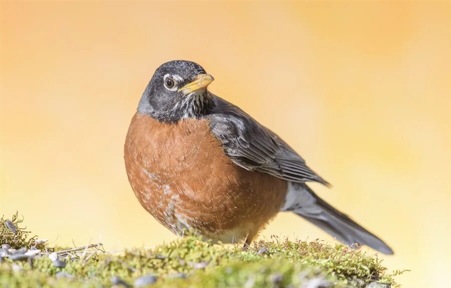 Птичка с коричневой грудкой фото Фото жизнь - AlexsanderBB - корневой каталог - American Robin