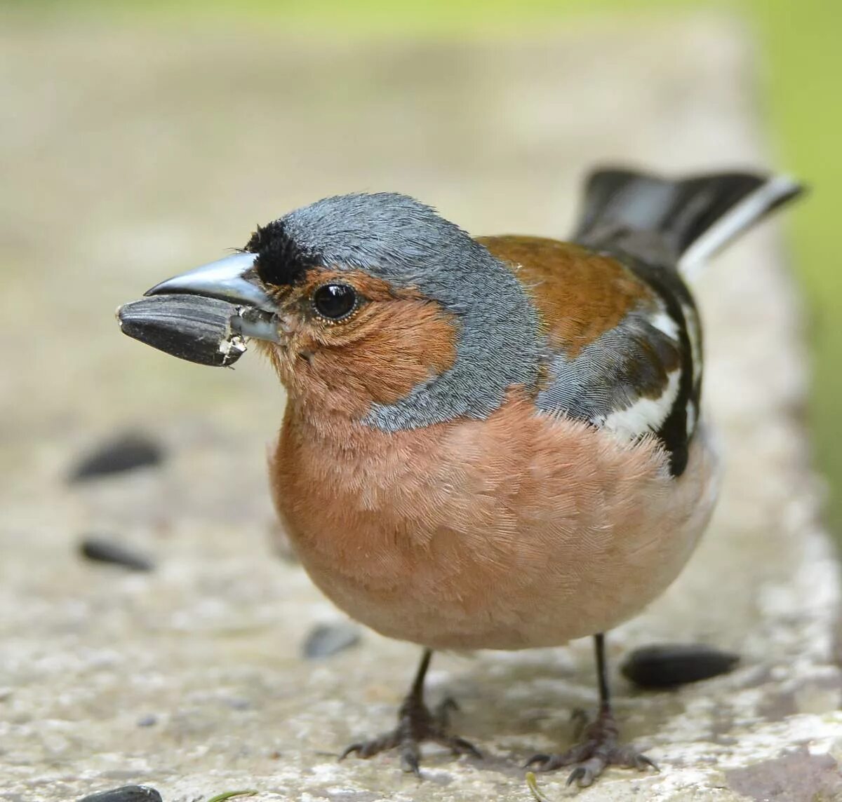 Птичка с коричневой грудкой фото Common Chaffinch (Fringilla coelebs). Birds of Siberia.