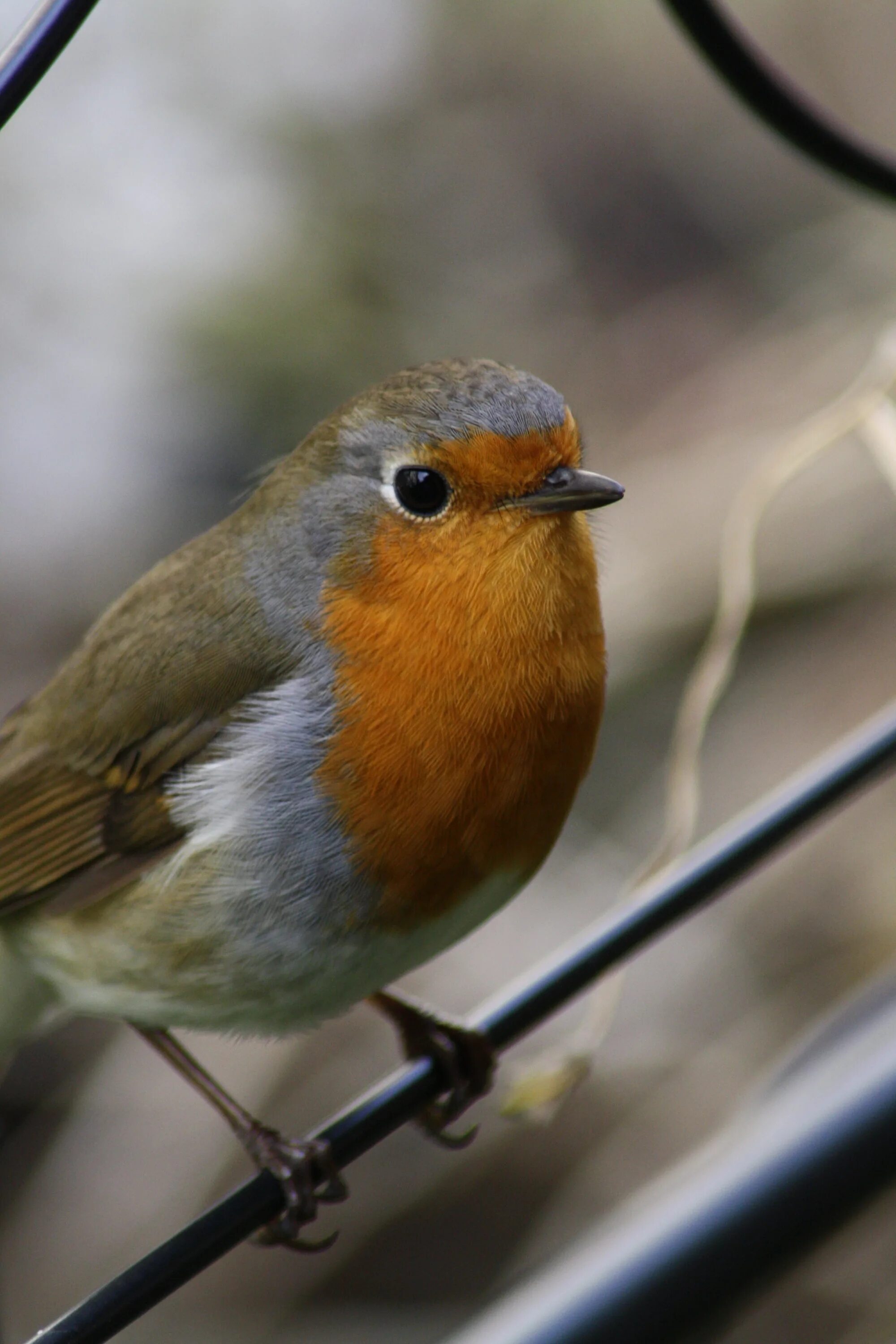 Птичка с коричневой грудкой фото Bird on a thin branch in the garden free image download