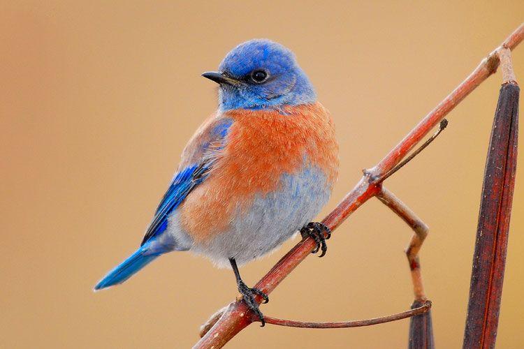 Птичка с синей грудкой фото Orange and Blue Bird Logo