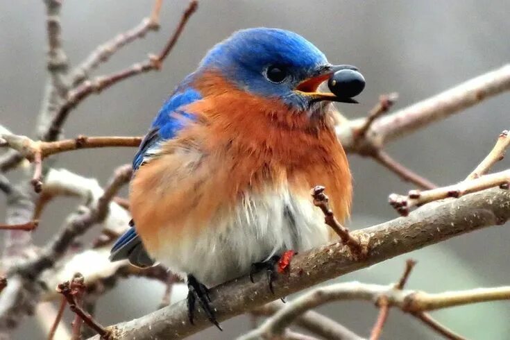 Птичка с синей грудкой фото Learn What Bluebirds Eat to Attract Them to Your Yard Birds, Blue bird, Backyard