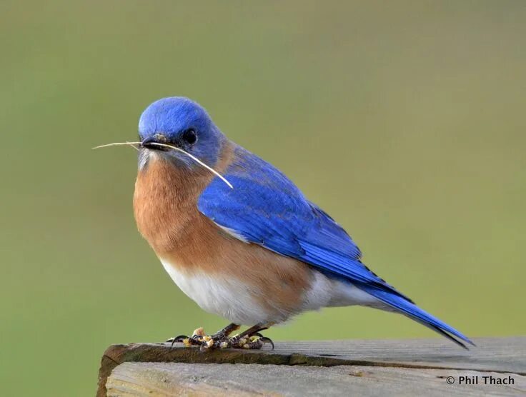 Птичка с синей грудкой фото Our Eastern Bluebirds Blue bird, Pet birds, Eastern bluebird