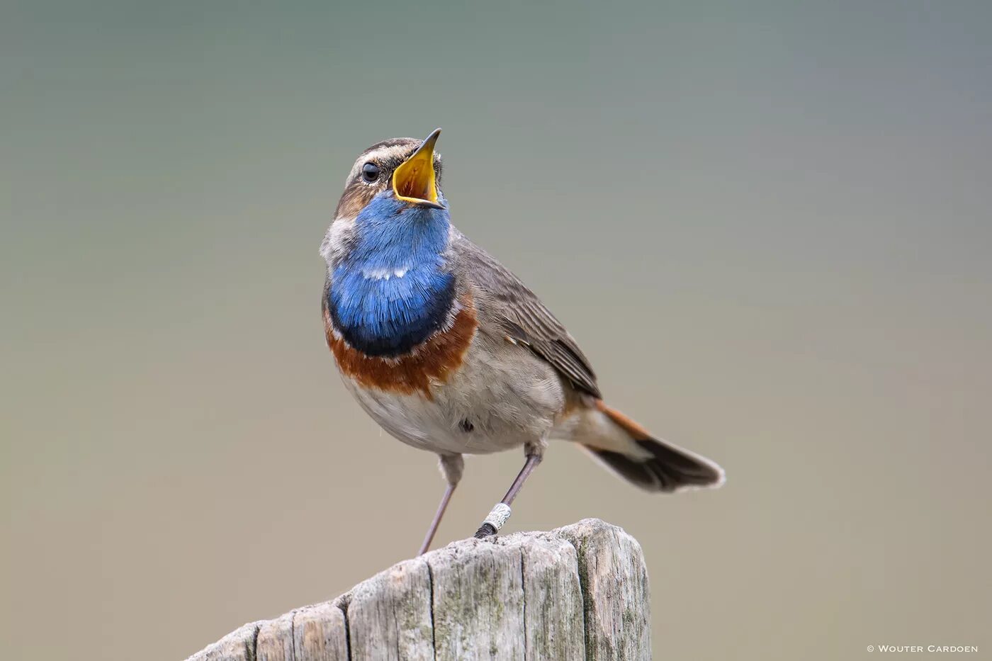 Птичка с синей грудкой фото Bluethroat - Blauwborst - Luscinia svecica (2) Images :: Behance