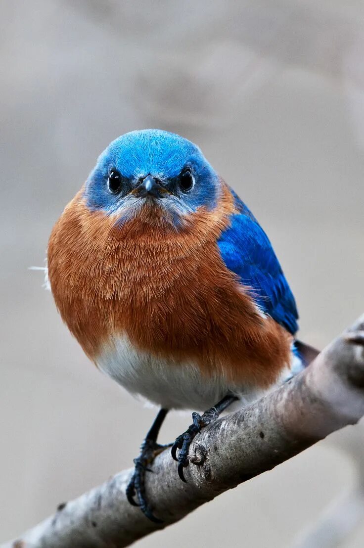 Птичка с синей грудкой фото Bluebird...what now, camera???? Pretty birds, Blue bird, Wildlife photos