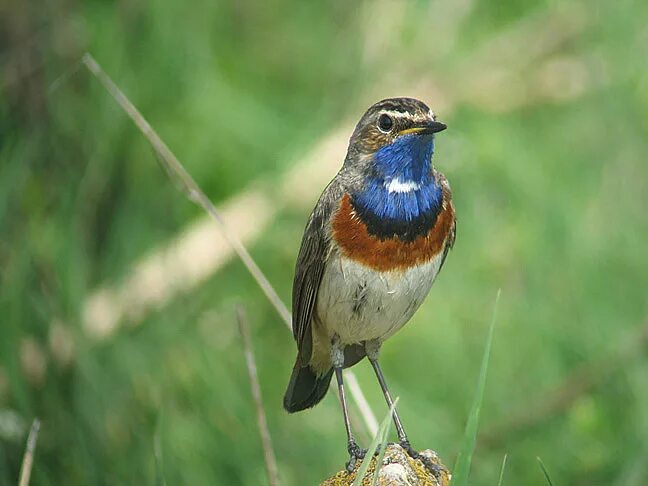 Птичка с синей грудкой фото Файл:Bluethroat by Daniel Bastaja.jpeg - Википедия