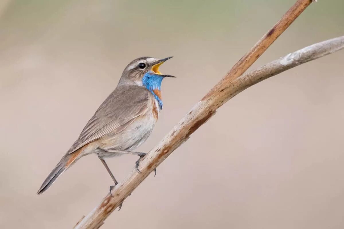 Птичка с синей грудкой название фото Bluethroat (Luscinia svecica). Birds of Siberia.