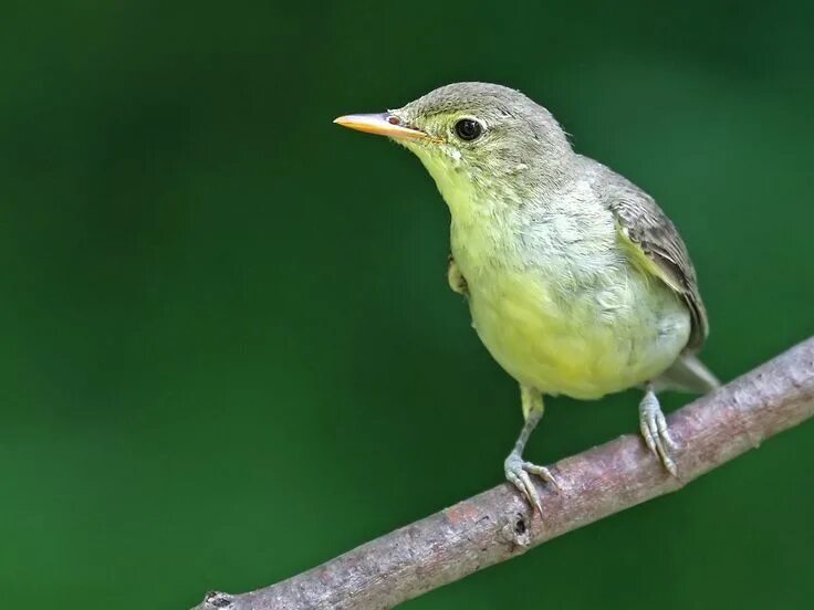 Птичка с зеленой грудкой фото Icterine Warbler (Hippolais icterina) by Victor Kalinskiy on 500px Animals, Scan