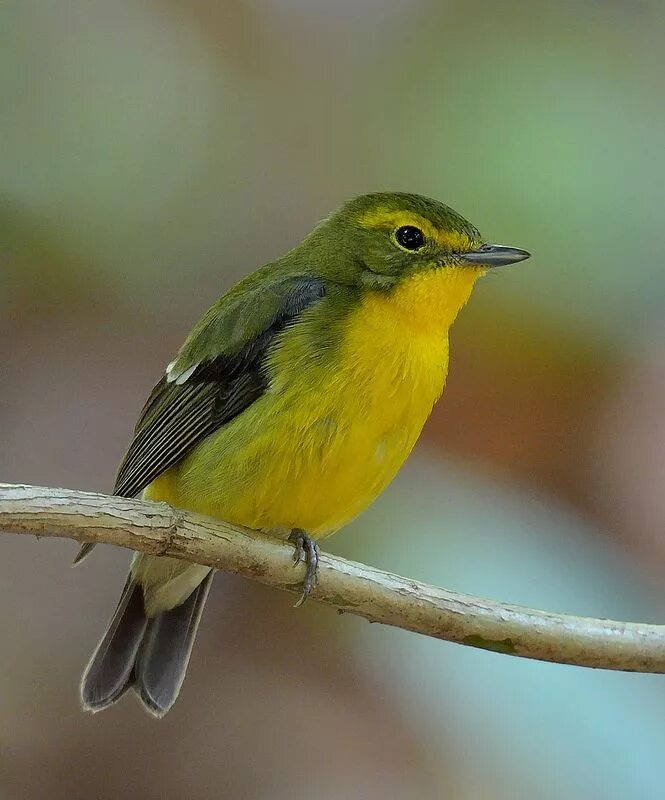 Птичка с зеленой грудкой фото Pin on Birds الطيور