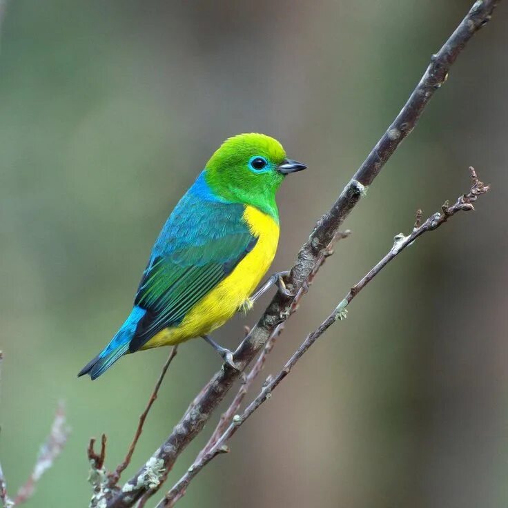 Птичка с зеленой грудкой фото Pin en BIRDS - PAJAROS Aves, Aves hermosas, Pajaros