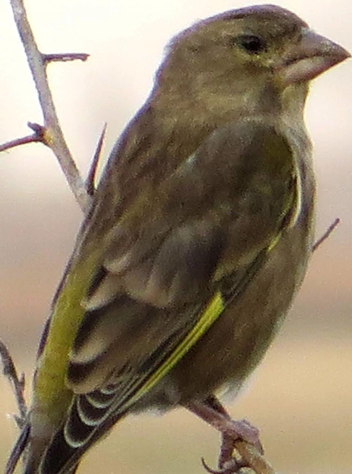 Птичка с зеленой грудкой фото European Greenfinch (Chloris chloris). Birds of Siberia.