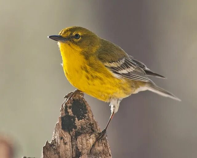 Птичка с желтой грудкой фото Pine Warbler Bird - Free photo on Pixabay Bird, Backyard birds, Different birds