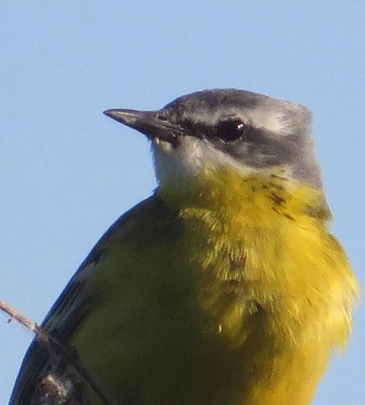 Птичка с желтой грудкой фото Yellow Wagtail (Motacilla flava). Birds of Siberia.