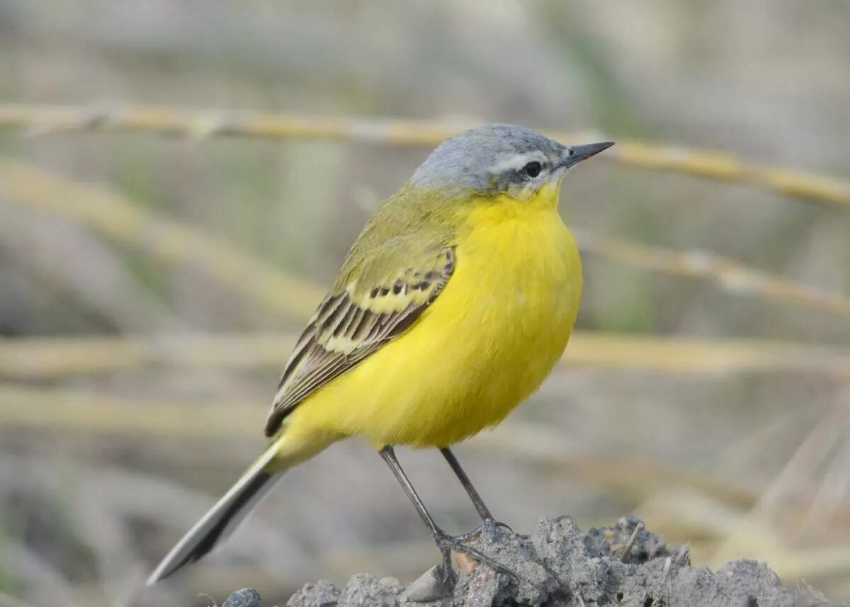 Птичка с желтой грудкой фото Yellow Wagtail (Motacilla flava). Birds of Siberia.