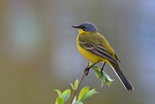 Птичка с желтой грудкой фото Nieuwe Driemanspolder Check List - iNaturalist NZ