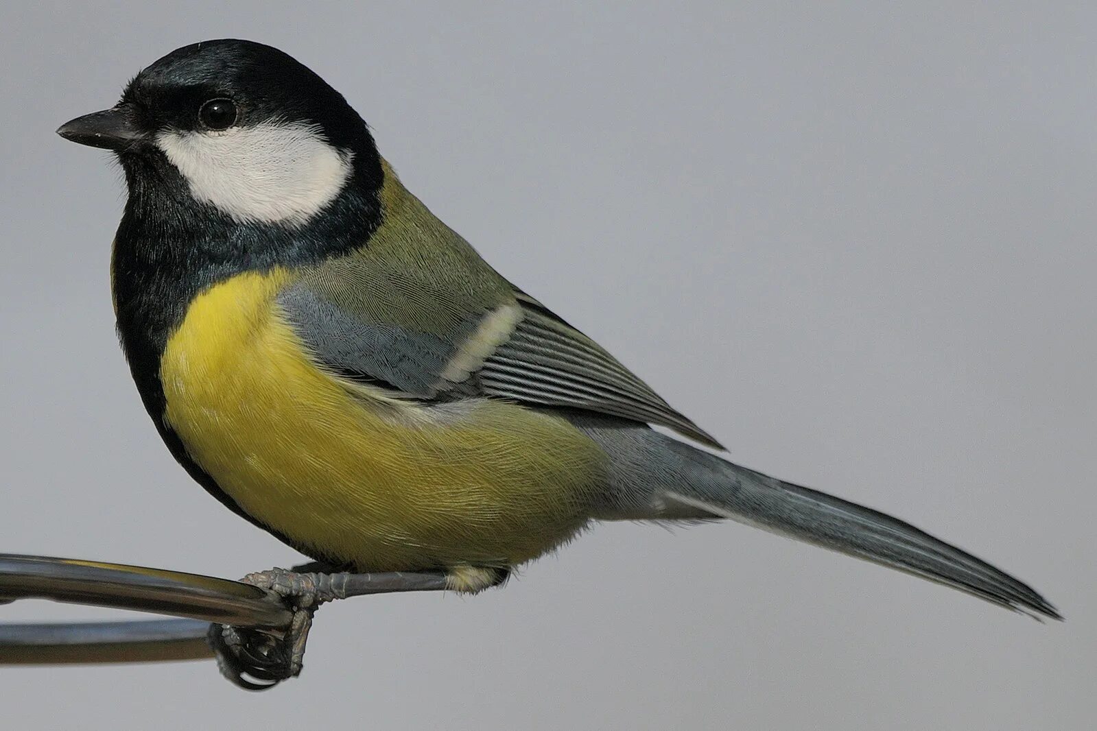 Птичка с желтой грудкой фото Файл:Parus major wide (Germany,Eppelheim).jpg - Википедия