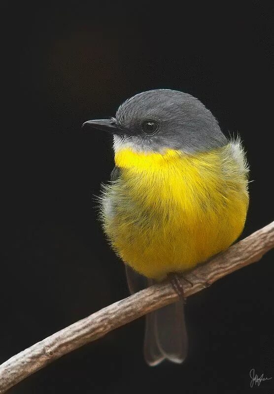 Птичка с желтой грудкой фото Eastern yellow Robin: Photo by Photographer Jeffrey Lee Pet birds, Beautiful bir