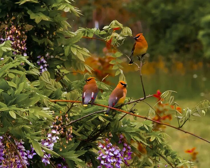 Птички лесные фото Bohemian Waxwing Weather underground, The caged bird sings