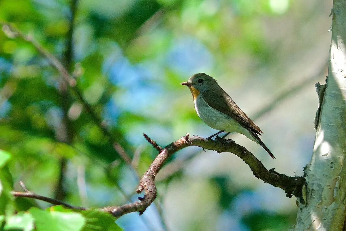 Птички лесные фото Taiga Flycatcher (Ficedula albicilla). Birds of Siberia.