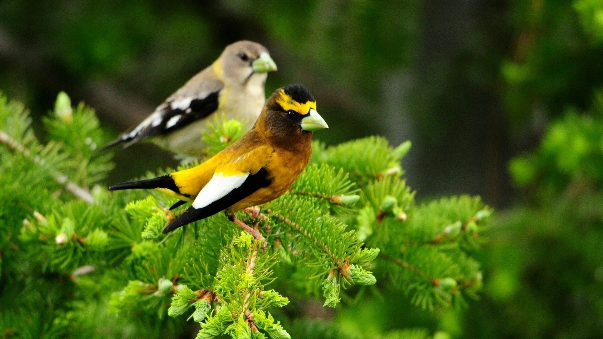 Птички лесные фото Download wallpaper 1920x1080 birds, pair, branch, sit, leaves hd background