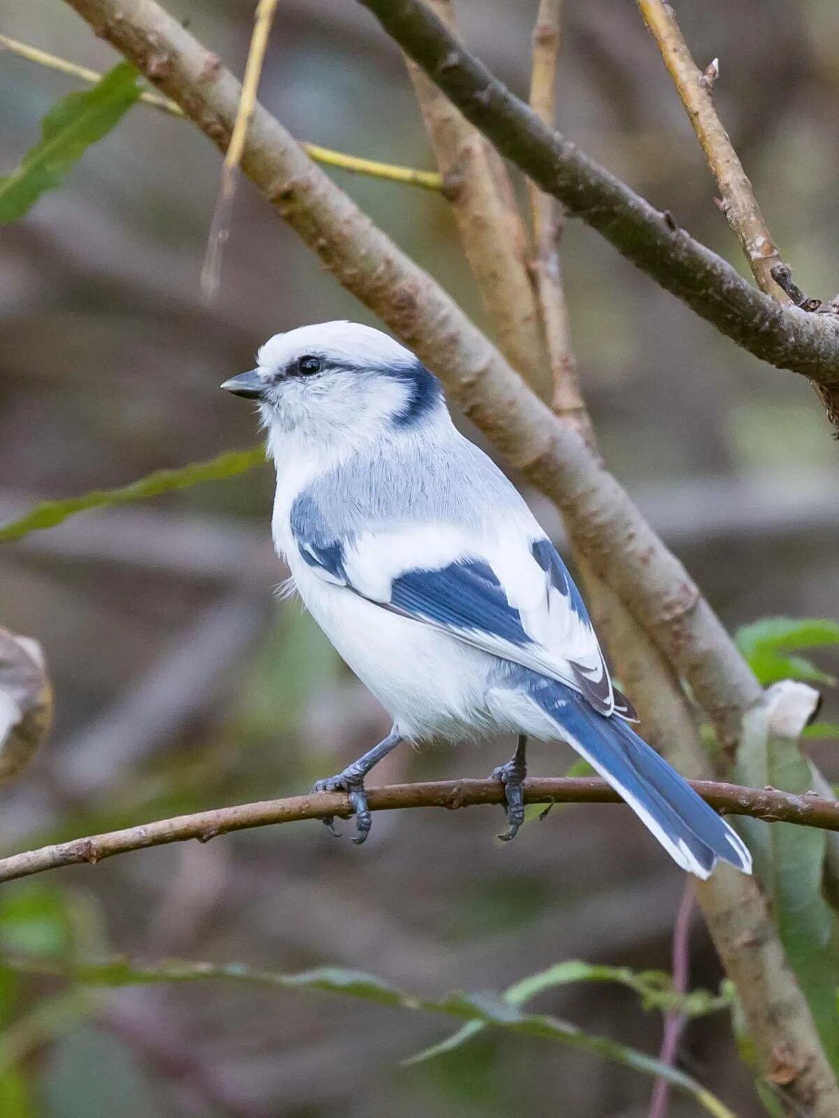 Птички нижегородской области фото Azure Tit (Parus cyanus). Birds of Siberia.