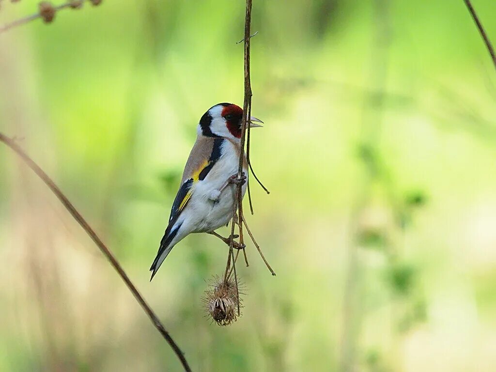 Птички нижегородской области фото Goldfinch Goldfinch - Carduelis carduelis - Черноголовый щ. Flickr