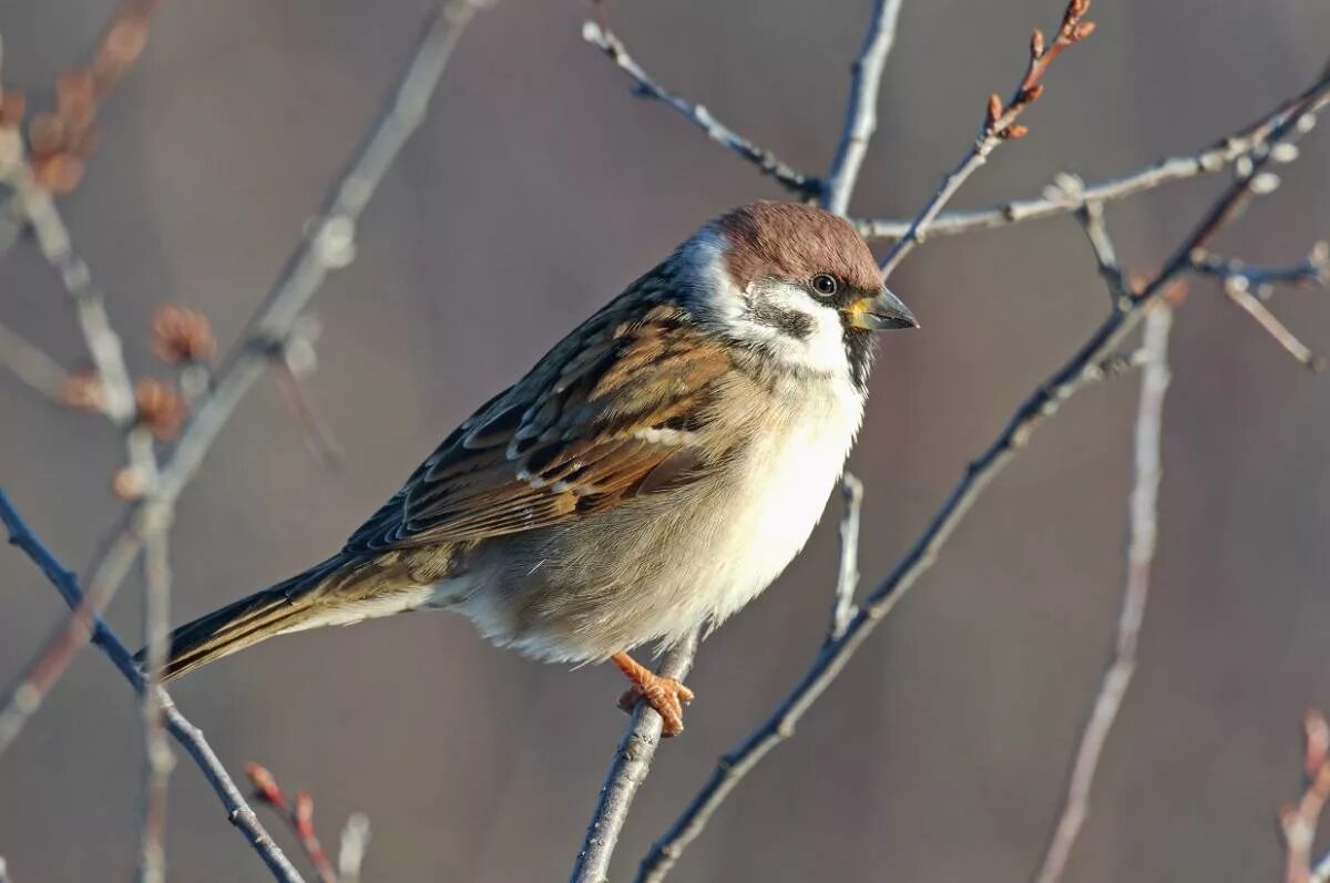 Птички россии фото Полевой воробей (Passer montanus). Птицы Сибири.